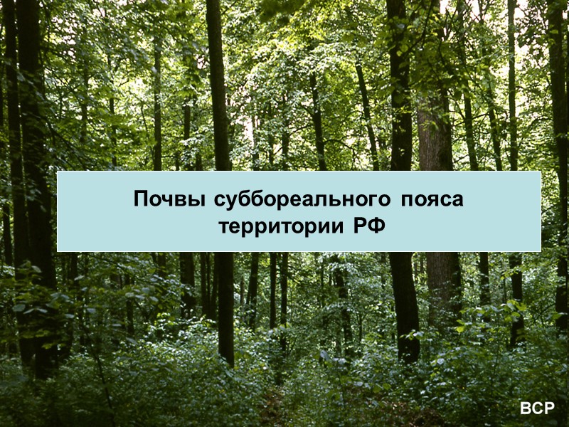 Почвы суббореального пояса  территории РФ